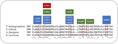 Dermatophyte Resistance to Antifungal Drugs: Mechanisms and Prospectus